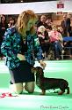 Crufts2011_2 932